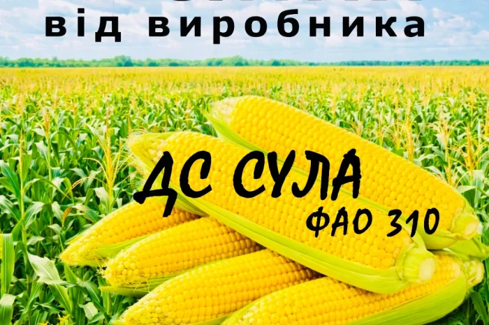Насіння кукурудзи ДС Сула ФАО 310 от производителя Agro_Exprt- фото № 1