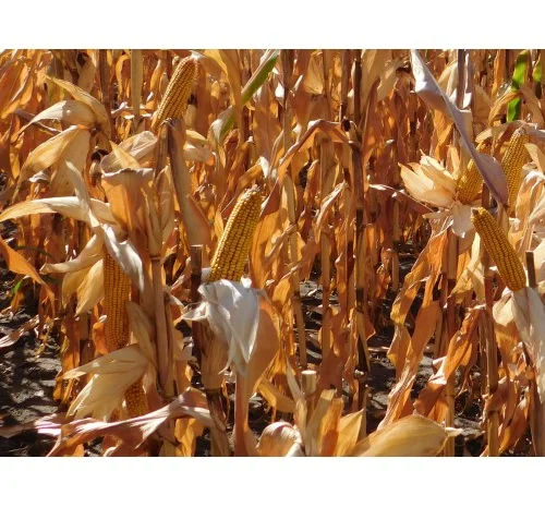 Наcіння кукурудзи Оржиця 237 МВ (ФАО 230) от производителя- фото № 1