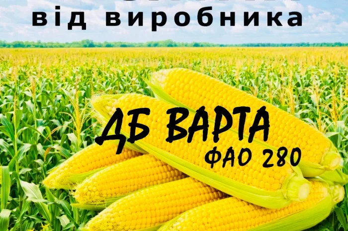 Насіння кукурудзи ДБ Варта ФАО 280 от производителя Agro_Exprt- фото № 1