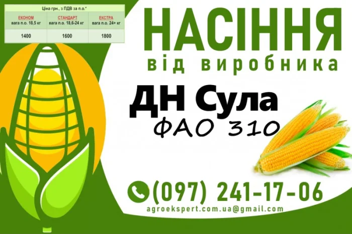 Насіння кукурудзи ДН Сула (ФАО 310) на 2025 рік від виробника- фото № 1