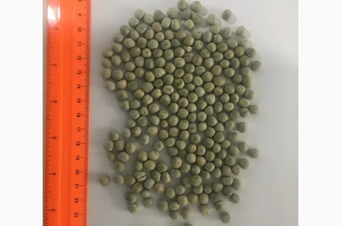 Закупаем горох жёлтый и зелёный оптом- фото № 1