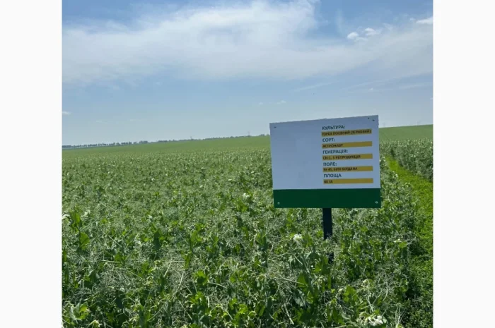 Насіння жовтого гороху Астронавт – продаж- фото № 1