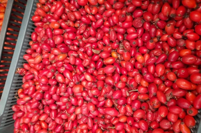 Продажа шипшины хорошего качества- фото № 1