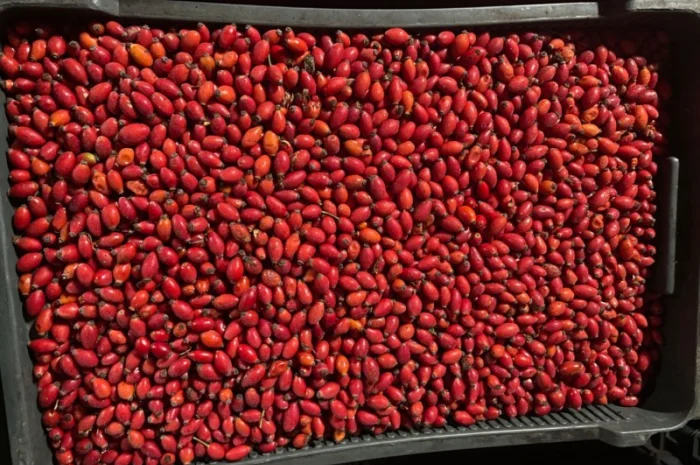 Продается замороженная шипшина оптом- фото № 1