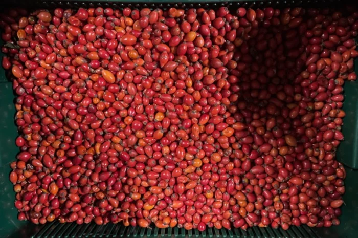 Продается замороженная шипшина оптом- фото № 2