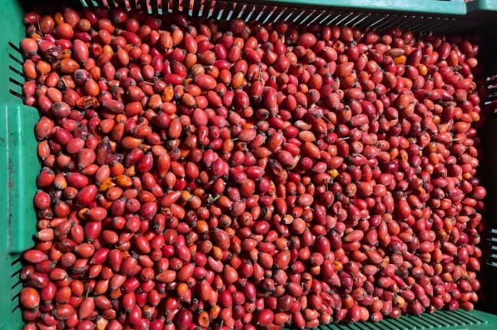 Продается замороженная шипшина оптом- фото № 3