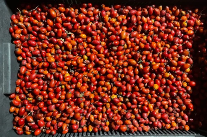 Продается замороженная шипшина оптом- фото № 4