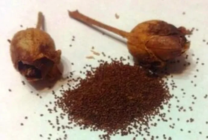 Семена табака Вирджиния, цена за 5ч.л.- фото № 1