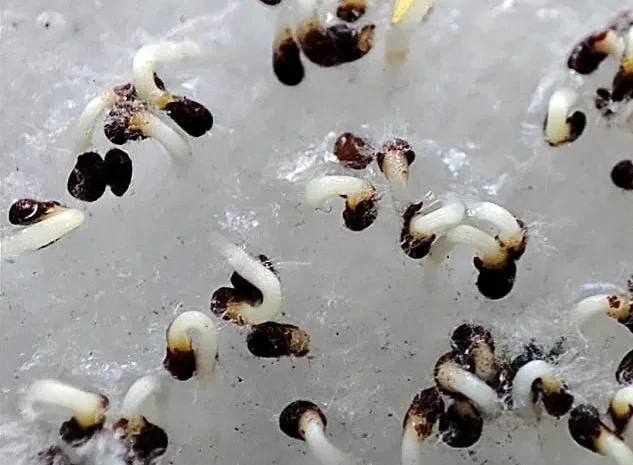 Насіння махорки - 100 грам- фото № 1