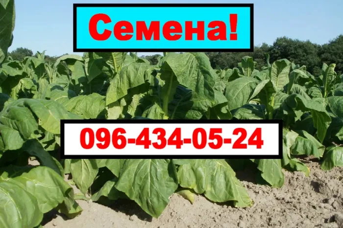 Продам своє насіння тютюну (Махорки)- фото № 1