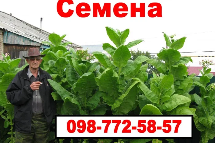 Семена махорки и Табака (Насіння тютюну)- фото № 1