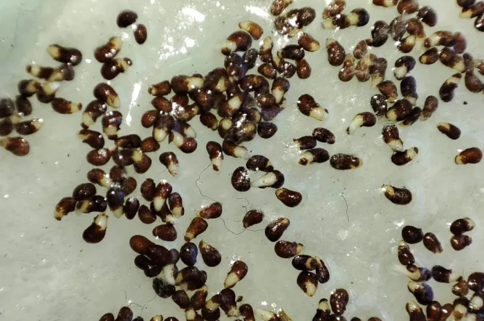 Насіння Тютюну.Всхожесть 100%- фото № 1