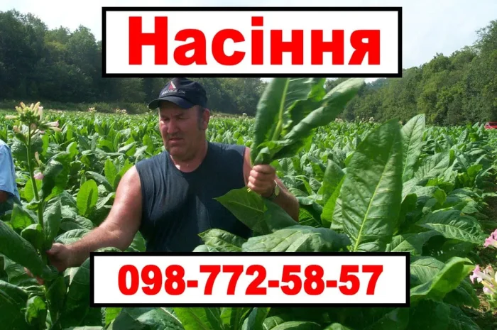 Насіння махорки та тютюну. Багато сортів!- фото № 1