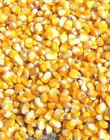 Кукурудза Ячмінь Пшениця- фото № 1