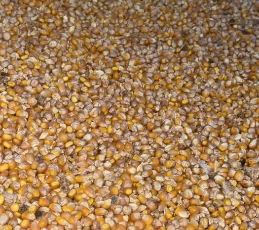 Продам кукурузу. Доставка. Петриківка. Камʼянське- фото № 1