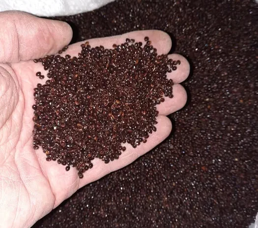 Просо чёрное семена нуг абессинский сортекс- фото № 1