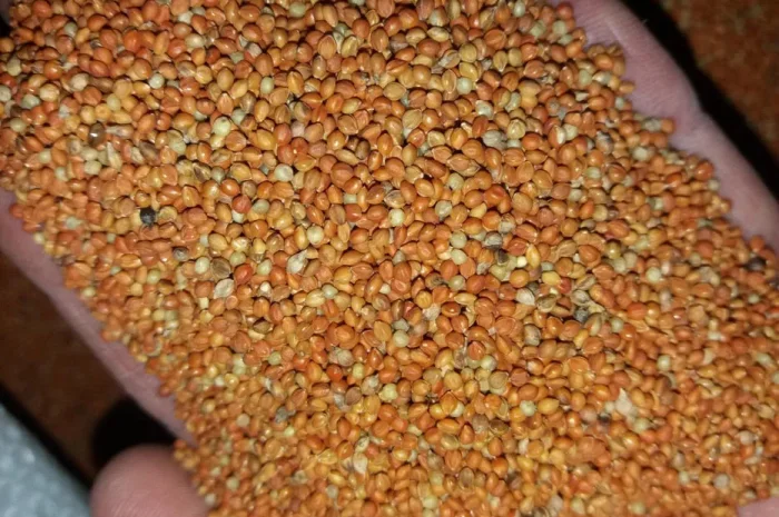 Чумиза итальянское просо сенегальское просо- фото № 1