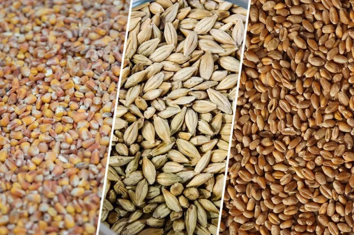 Продам Зерно! Кукурудзи,пшениці,ячміня,просо,овес- фото № 1