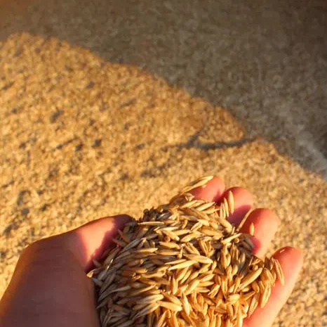 Пропонується Посівний Овес Відбірної Якості- фото № 1