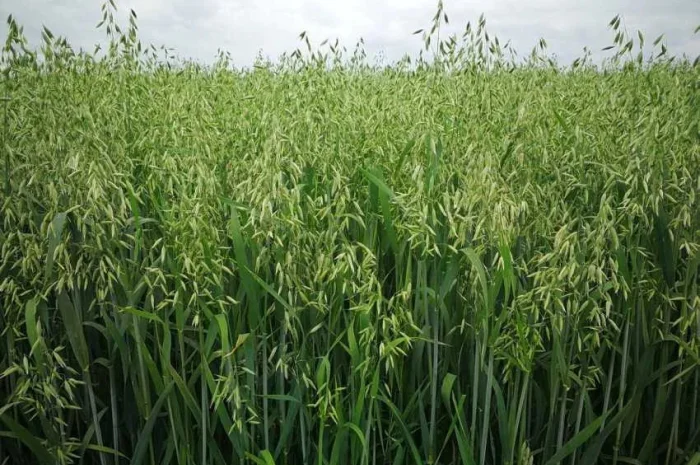 Пропонується овес посівний та товарний, сорт Парламент- фото № 1