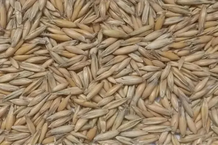 Овес першої репродукції для посіву- фото № 1