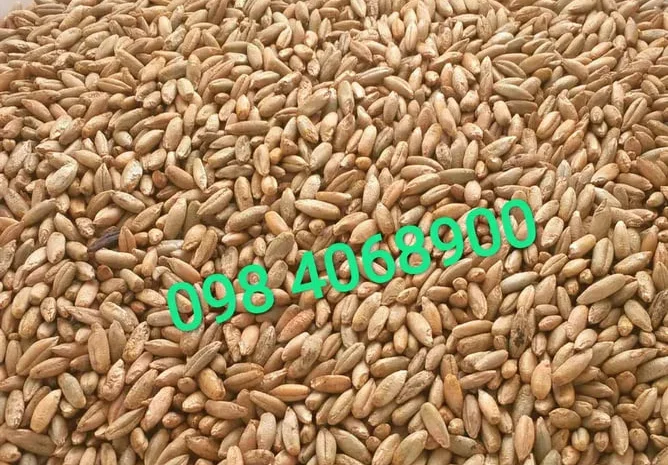 Продам жито ( рожь ) урожаю 2025 року 20-30 тон- фото № 1