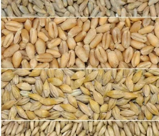 Овес, жито ( рожь )- фото № 1