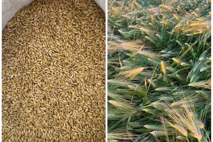 Ячмінь ярий, сорт Вакула перша репродукція.- фото № 1