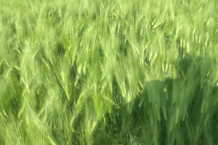 Ячмінь ярий, ячмінь посівний, сорт Вакула- фото № 1