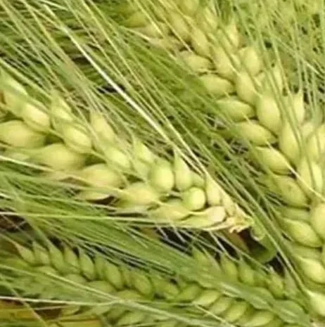Насіння Ярого ячменю сортів Аскольд,Гулівер- фото № 1