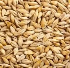 Продам якісний ярий ячмінь, можна для корму- фото № 1