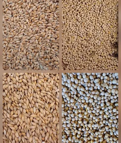Продам Пшеницю фуражну ,ячмінь посівний- фото № 1