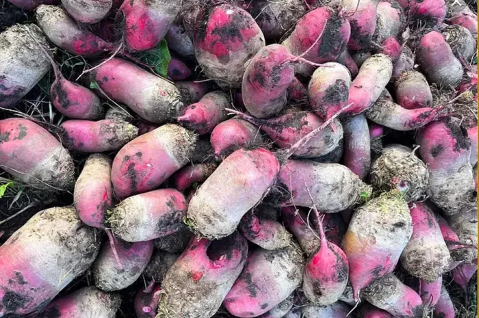 Продам Свекла Кормовая- фото № 1