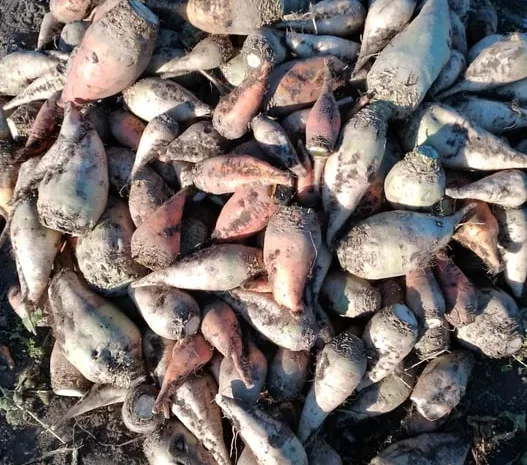 Буряк кормовий свекла- фото № 1