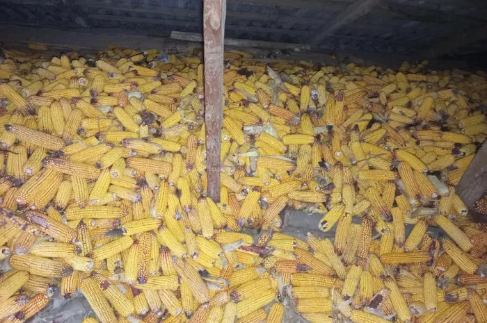 Продается кукуруза в качанах- фото № 1