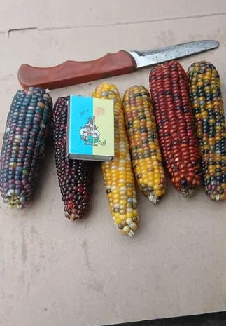 Мармурова кукурудза в качанах- фото № 1