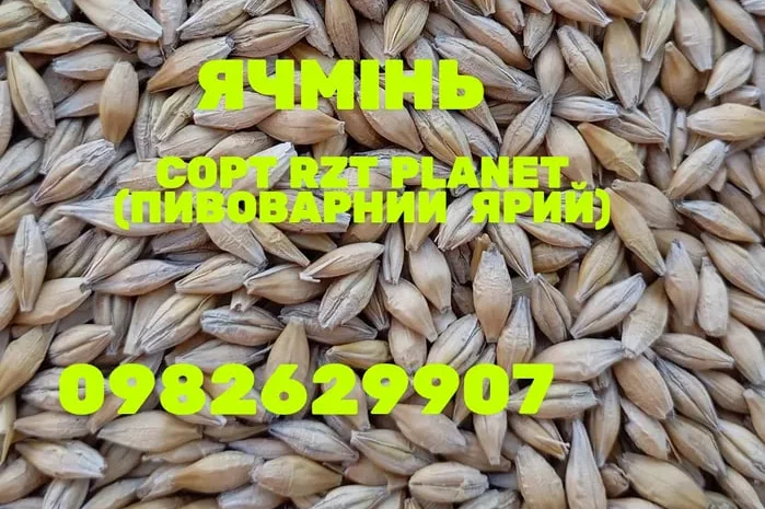 Ячмінь врожаю 2025 року, пивоварний- фото № 1