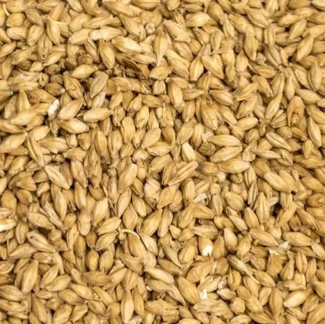 Продам пивоварний ячмінь- фото № 1