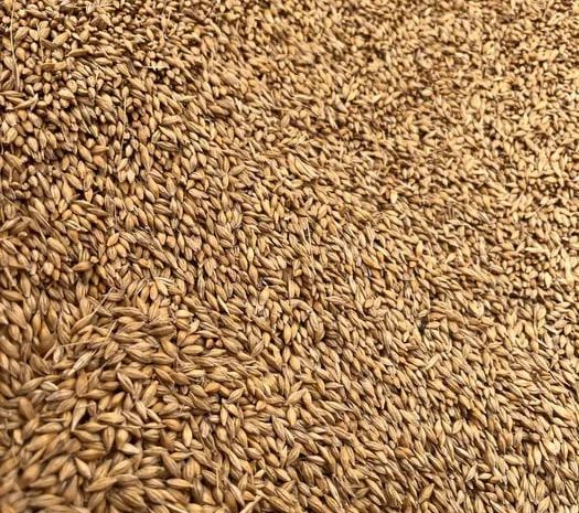 Насіння ярого ячменю сорту «Себастьян»- фото № 1