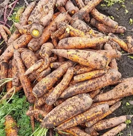 Морква на переробку, буряк червоний домашній- фото № 1