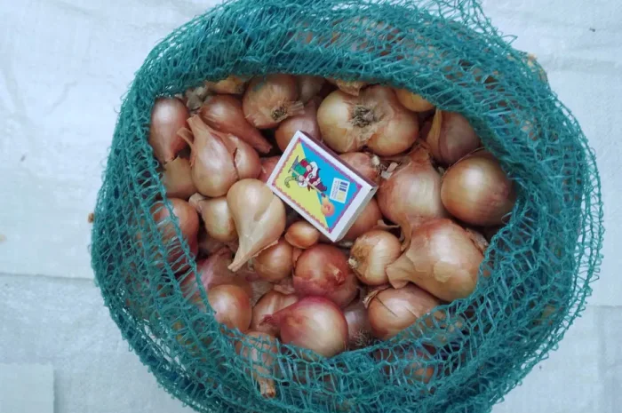 Лук - шалот кустовка- фото № 1