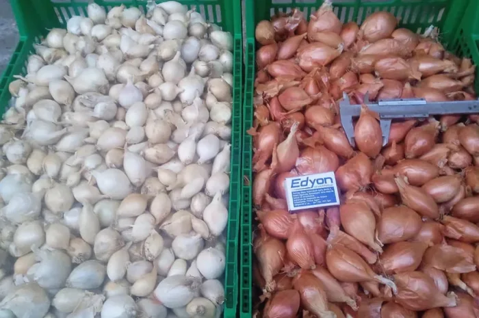 Продам лук кустовку- фото № 1