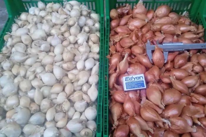 Продам цибуля кущівку- фото № 1