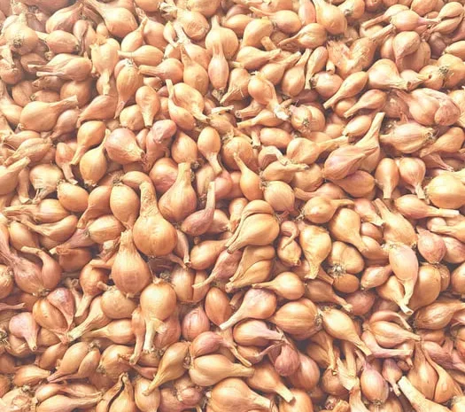 Лук Шалот (Кустовка, Корчуха) – Отборный!- фото № 1