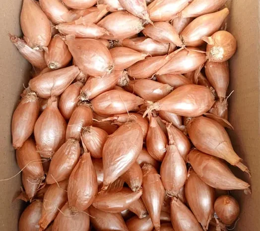 Лук кустовка, кустёвка, Лук кустевка- фото № 1