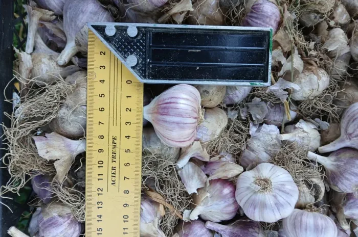 Часник для посадки, їжі та консервації- фото № 1