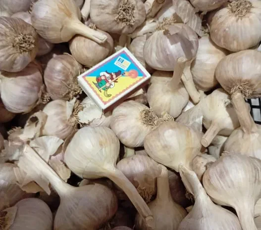 Часник озимий на посадку- фото № 1