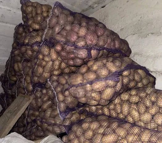 Пропонується домашня картопля, якісна картопля- фото № 1