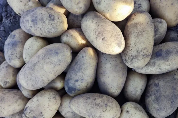 Посадочная картошка сорта Гранада – семенная картофель- фото № 1