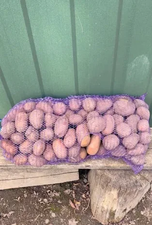 Велика картопля, насіннєва- фото № 1